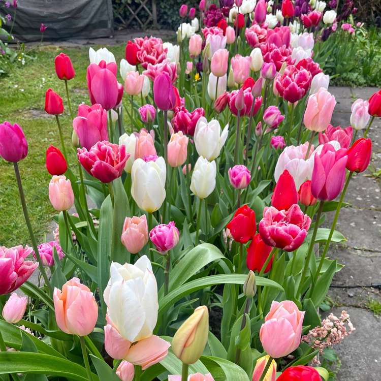 'Svaneke Delight' exklusiv lökmix